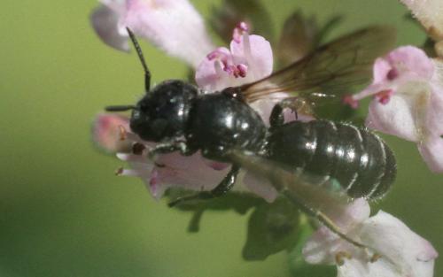 Osmiini